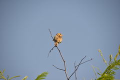 Euplectes franciscanus