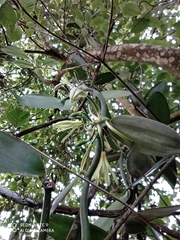 Vanilla planifolia