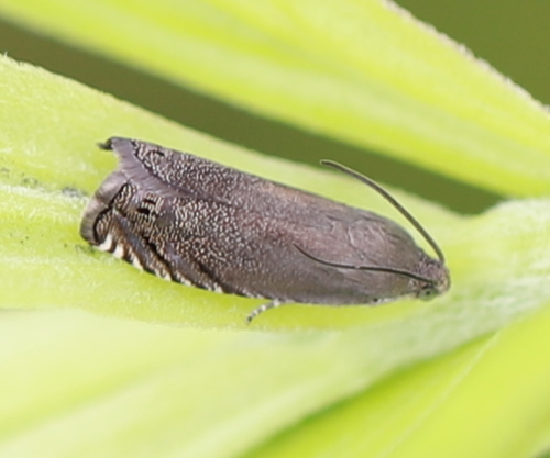 Pea Moth