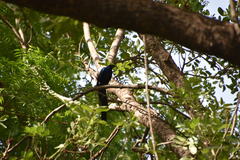 Lamprotornis caudatus