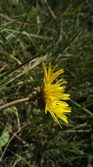 Haplocarpha scaposa