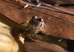 Phrynobatrachus latifrons