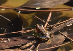 Phrynobatrachus latifrons