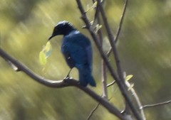 Lamprotornis chalcurus