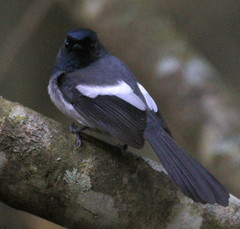 Trochocercus cyanomelas cyanomelas