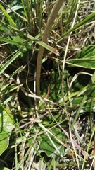 Haplocarpha scaposa