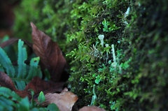 Cladonia carneola