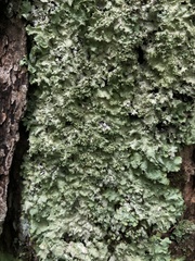 Punctelia appalachensis