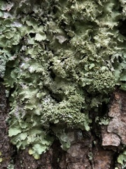 Punctelia appalachensis