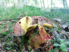 Butyriboletus regius