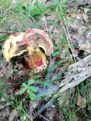 Butyriboletus regius