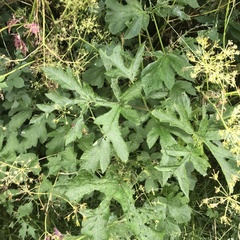 Heracleum sphondylium
