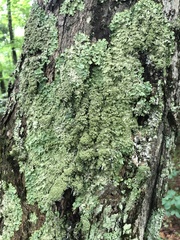 Punctelia appalachensis