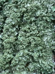 Punctelia appalachensis