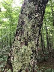 Punctelia appalachensis