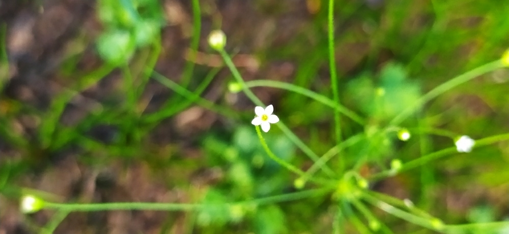 Filiform rockjasmine (Androsace filiformis)