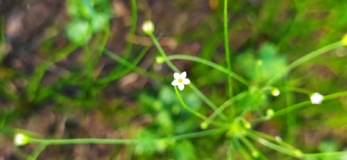 Filiform rockjasmine (Androsace filiformis)