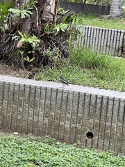 Copsychus saularis