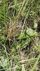 Haplocarpha scaposa