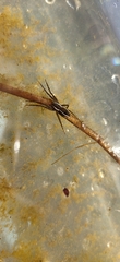 Dolomedes fimbriatus
