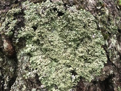 Punctelia appalachensis