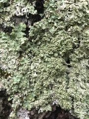 Punctelia appalachensis