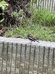 Copsychus saularis