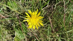 Haplocarpha scaposa
