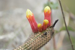 Cipocereus pleurocarpus