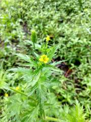 Ranunculus pensylvanicus