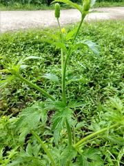 Ranunculus pensylvanicus