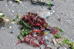 Chondracanthus
