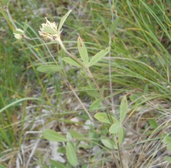 Trifolium ochroleucon ochroleucon