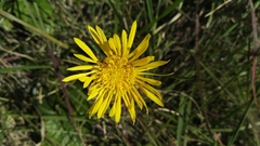 Haplocarpha scaposa