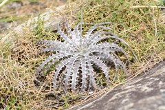 Encholirium ctenophyllum