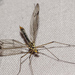 Four-spotted Cranefly - Photo (c) djhiker, some rights reserved (CC BY-NC), uploaded by djhiker