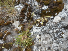 Silene nutans nutans