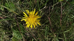 Haplocarpha scaposa