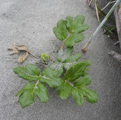 Glehnia littoralis leiocarpa