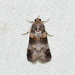 Orange-tufted Oneida Moth - Photo (c) Royal Tyler, some rights reserved (CC BY-NC-SA), uploaded by Royal Tyler