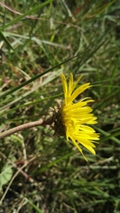 Haplocarpha scaposa