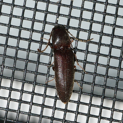 Megapenthes insignis