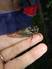 Tibicinina