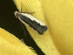 Dichomeris serrativittella