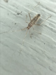 Gracilimiris litoralis