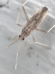 Gracilimiris litoralis