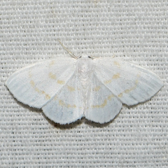 Eudeilinia