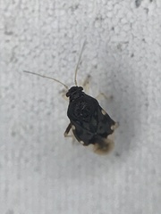 Pycnoderes quadrimaculatus