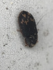 Eucicones marginalis