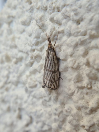 trávovec južný (Chrysocrambus linetella)